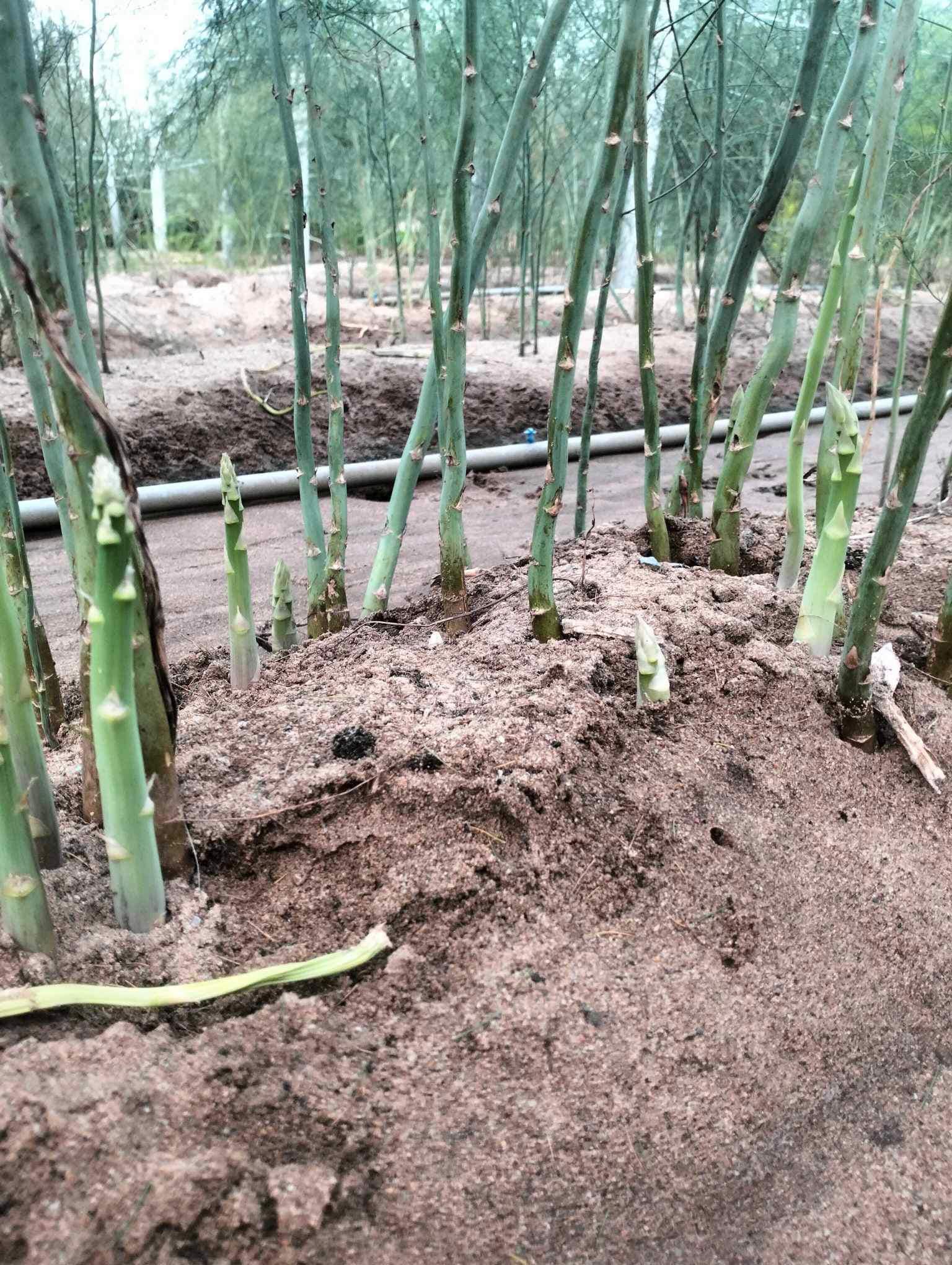 Hạt giống Măng Tây Xanh Mỹ chất lượng cao gói 30 hạt