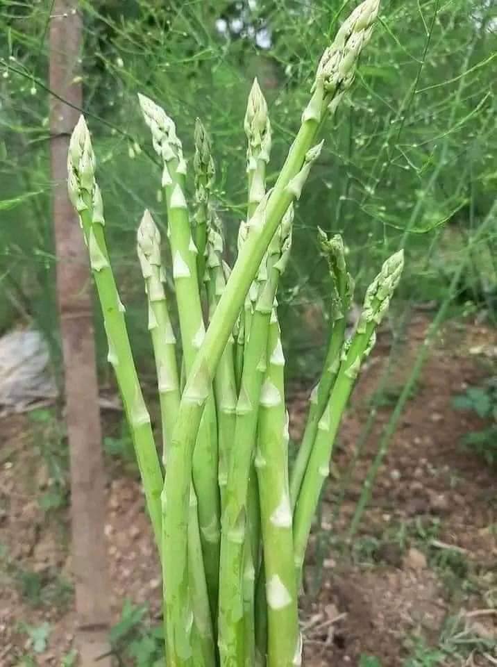 Hạt giống Măng Tây Xanh Mỹ chất lượng cao gói 30 hạt