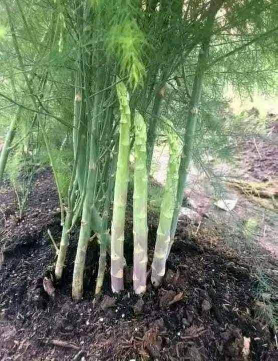 Hạt giống Măng Tây Xanh Mỹ chất lượng cao gói 30 hạt