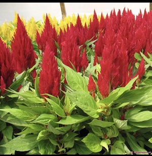 Hạt giống hoa Mào gà đuôi phụng