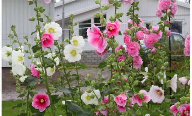 Hạt giống hoa Mãn Đính Hồng gói 100 hạt