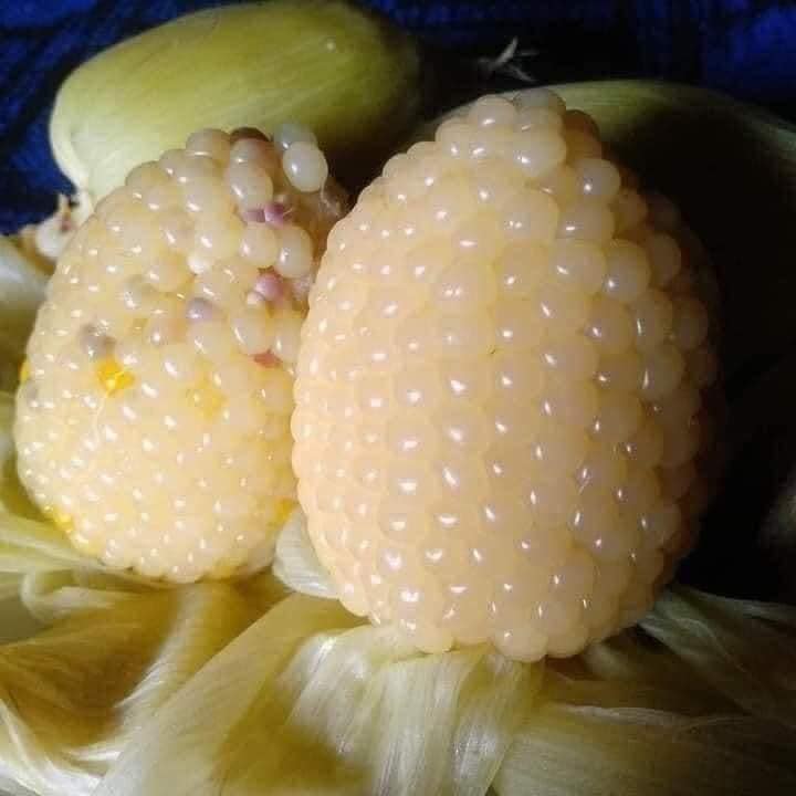 (500g) Hạt giống Bắp ngô nếp nù sữa thơm ngon