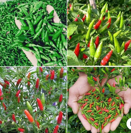 Hạt Giống Ớt Xiêm Thái Lan Cao Cấp