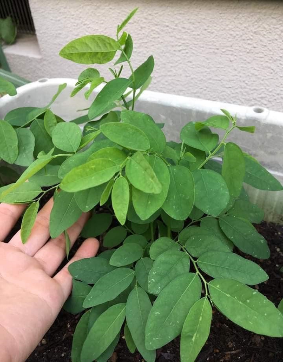 Hạt giống Rau bồ ngọt cho thu hoạch lâu dài- gói 1gr