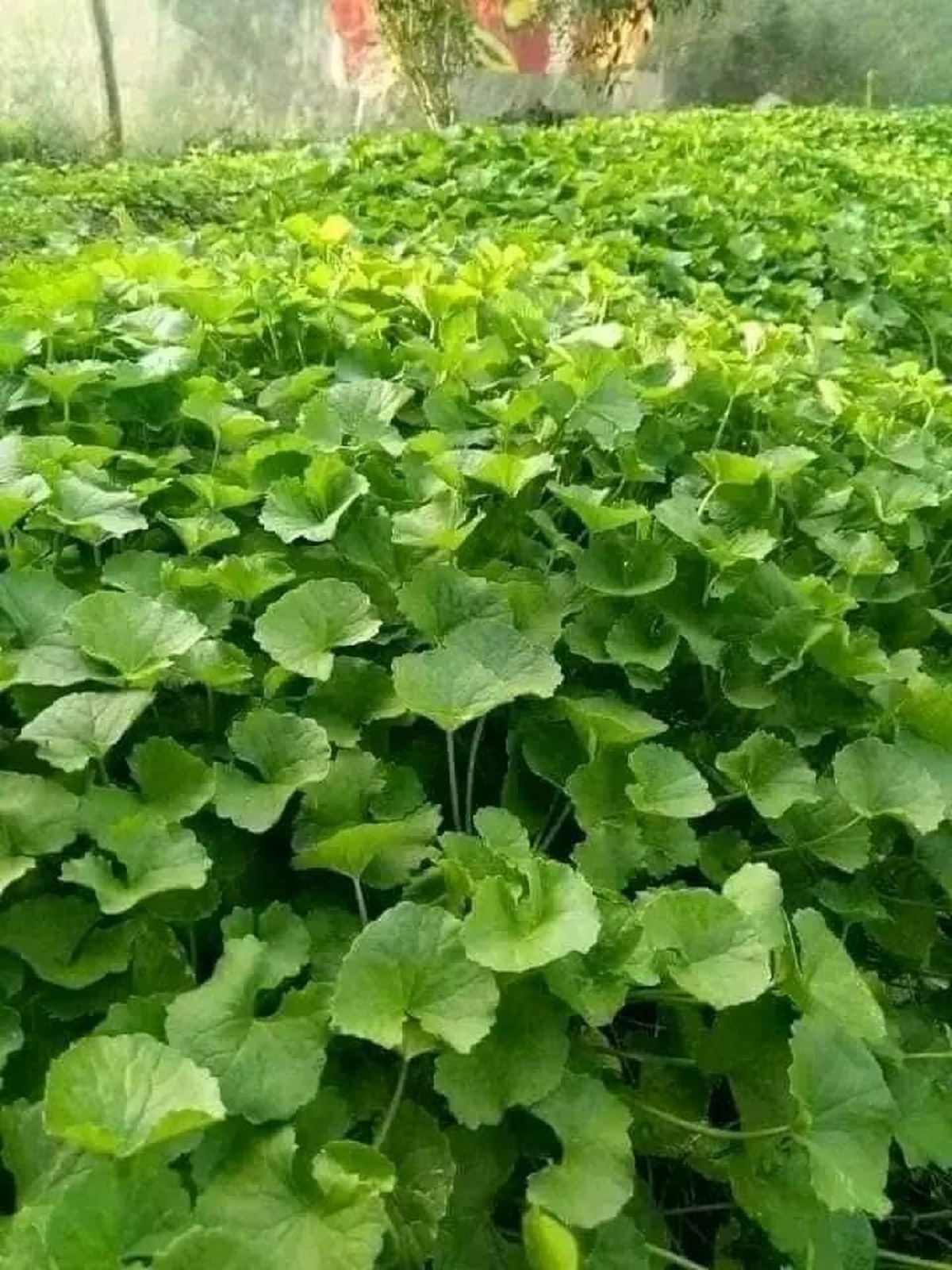 Hạt giống Rau má ta lá nhỏ 1gr