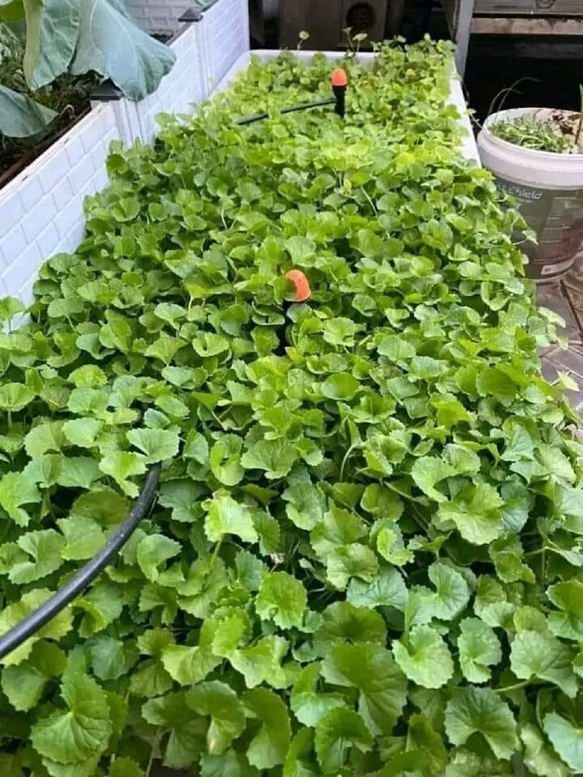Hạt giống Rau má ta lá nhỏ 1gr
