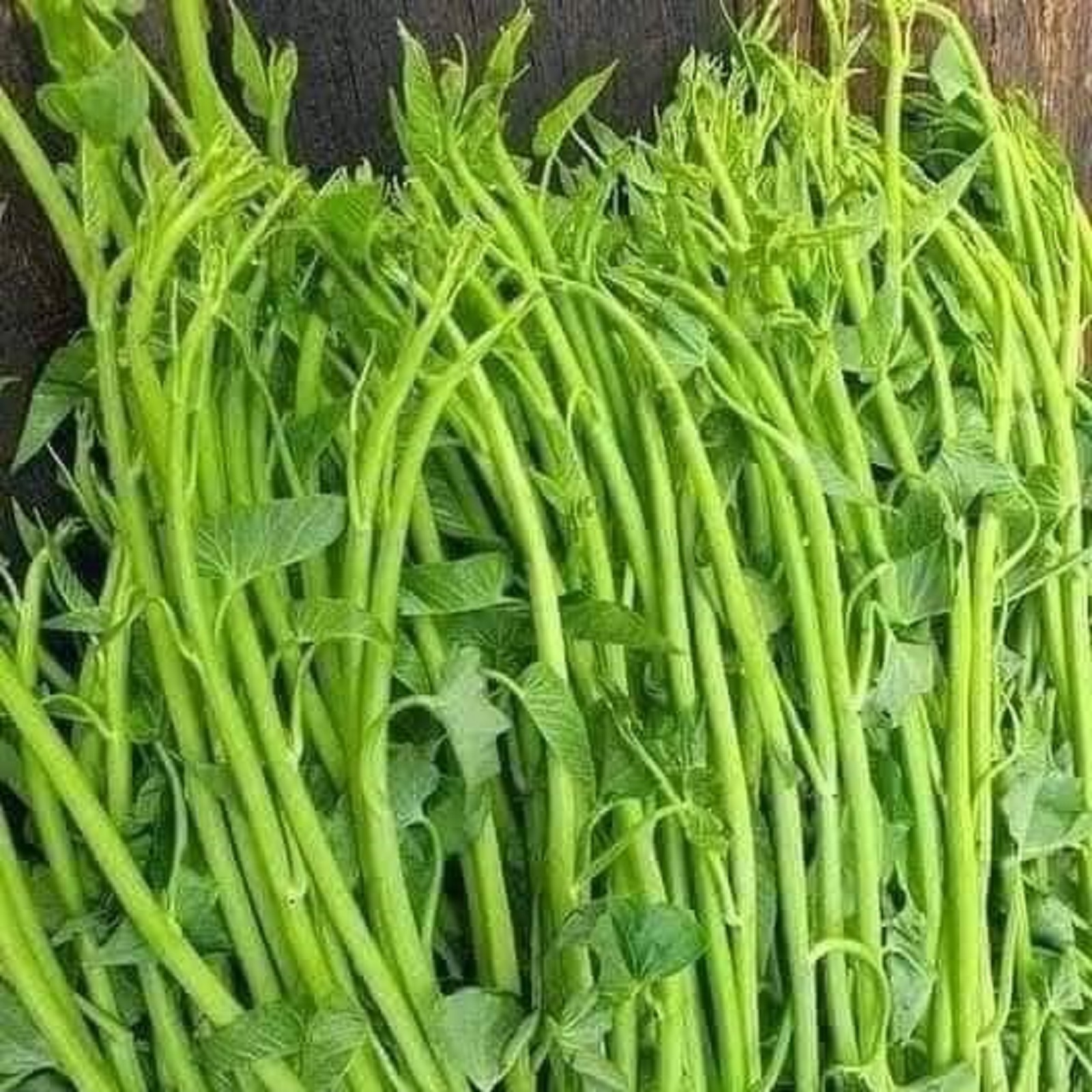 Hạt giống rau muống siêu ngọn