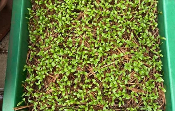 Hạt giống rau mùi ,ngò rí