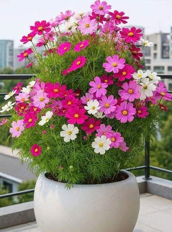 Hạt giống hoa cánh bướm (sao nhái) gói to vừa khoảng(5.000) hạt