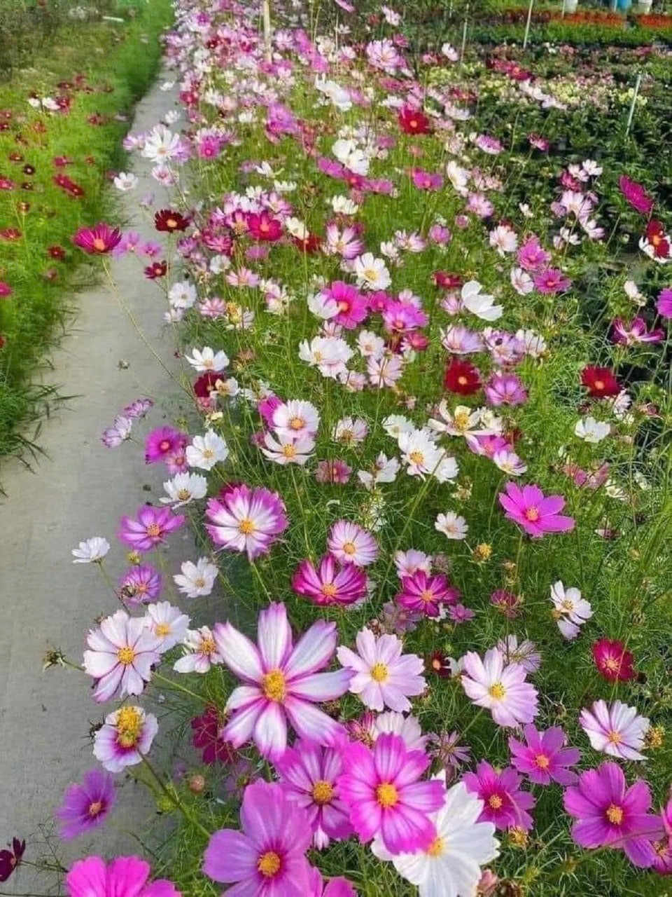 Hạt giống hoa cánh bướm (sao nhái) gói to khoảng (10.000)hạt