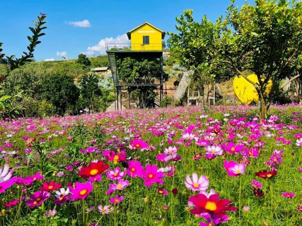 Hạt giống hoa cánh bướm nhiều màu đẹp chất lượng gói 1kg