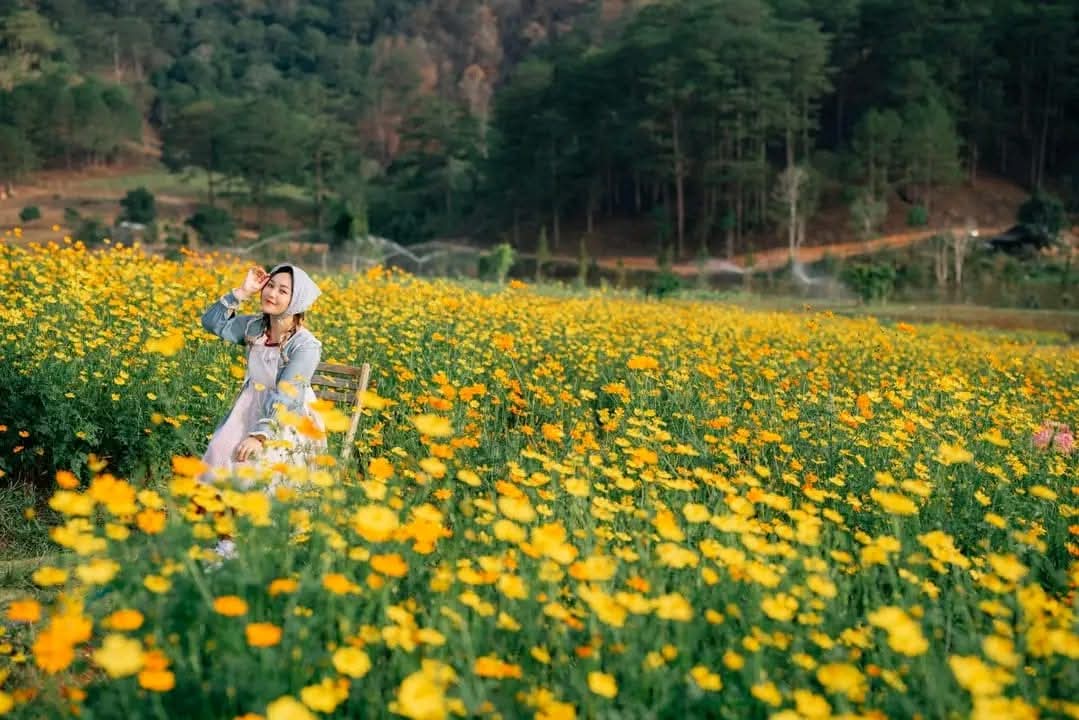 1kg Hạt giống hoa cánh bướm (sao nhái)màu vàng