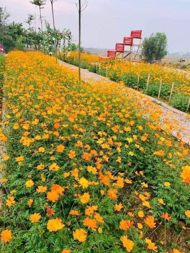 1kg Hạt giống hoa cánh bướm (sao nhái)màu vàng