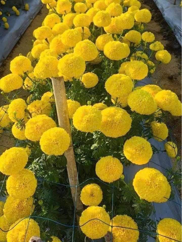 Hạt giống hoa cúc Vạn Thọ vàng chanh cao nhỡ gói 300 hạt