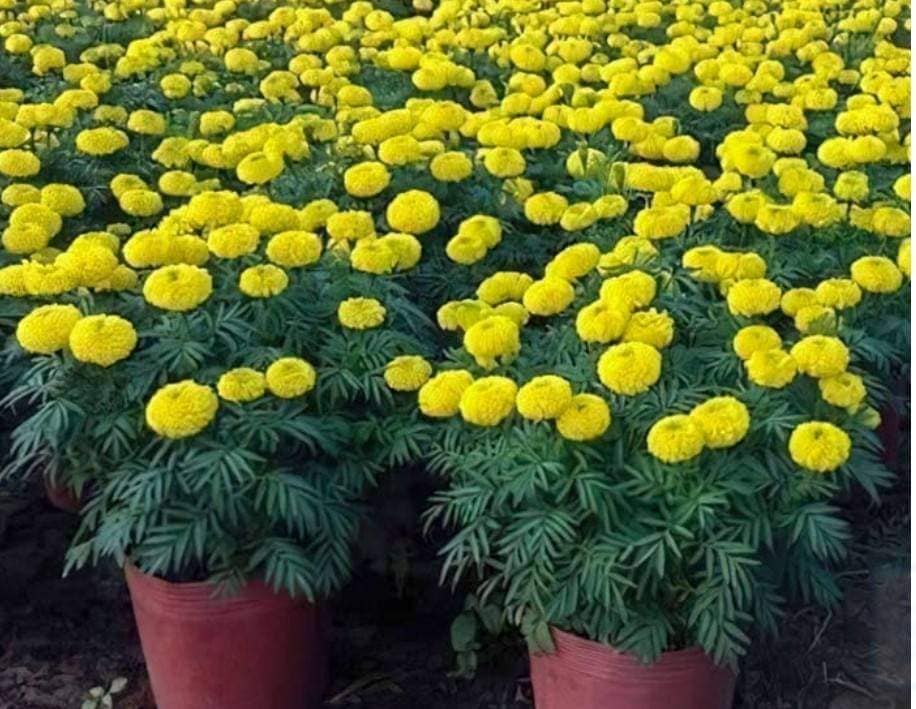 Hạt giống hoa cúc Vạn Thọ vàng chanh cao nhỡ gói 300 hạt