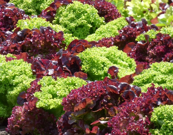 Hạt giống Xà lách chịu nhiệt