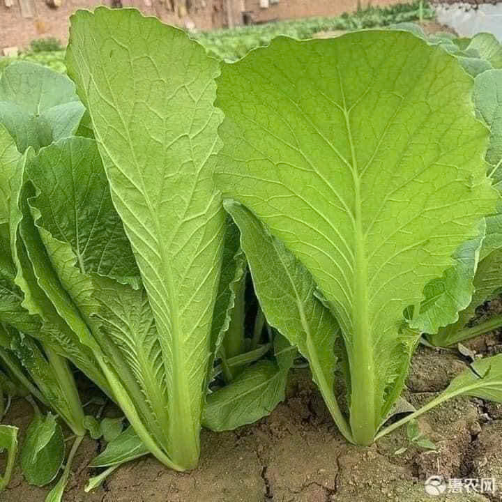 Hạt giống rau cải bẹ xanh