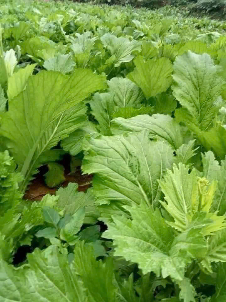 Hạt giống rau cải mèo hà giang