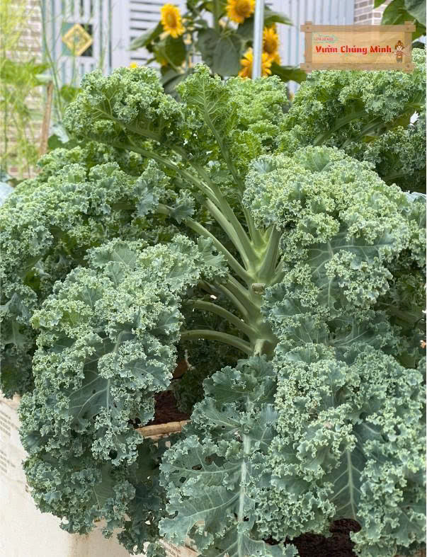 Hạt giống rau Cải  xoăn Kale