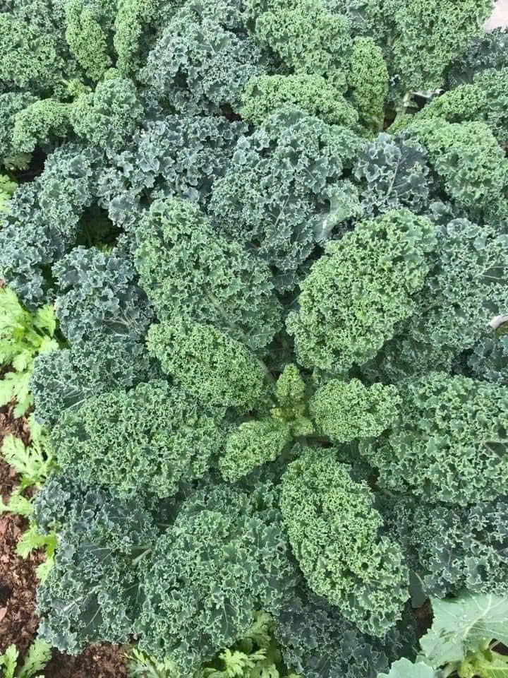 Hạt giống rau Cải  xoăn Kale