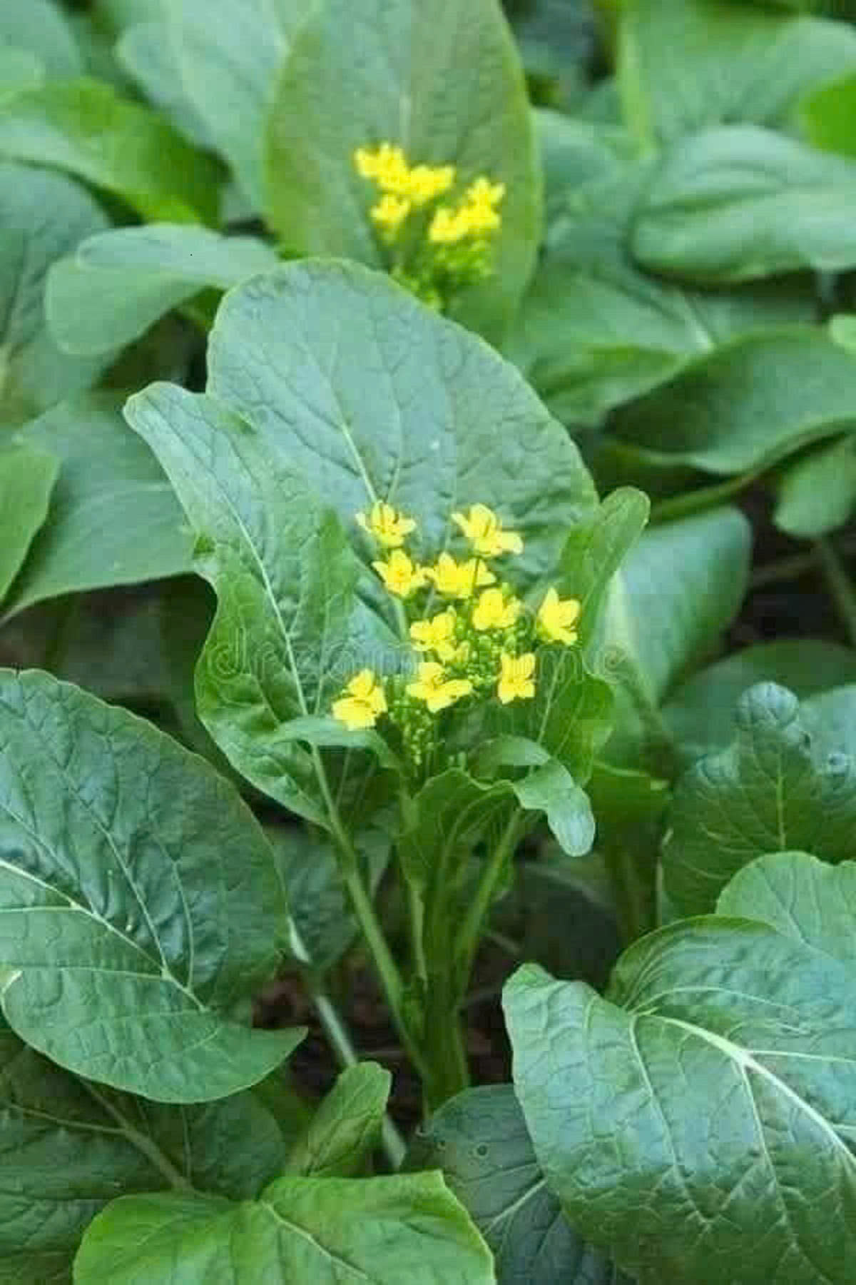 Hạt giống rau Cải ngồng