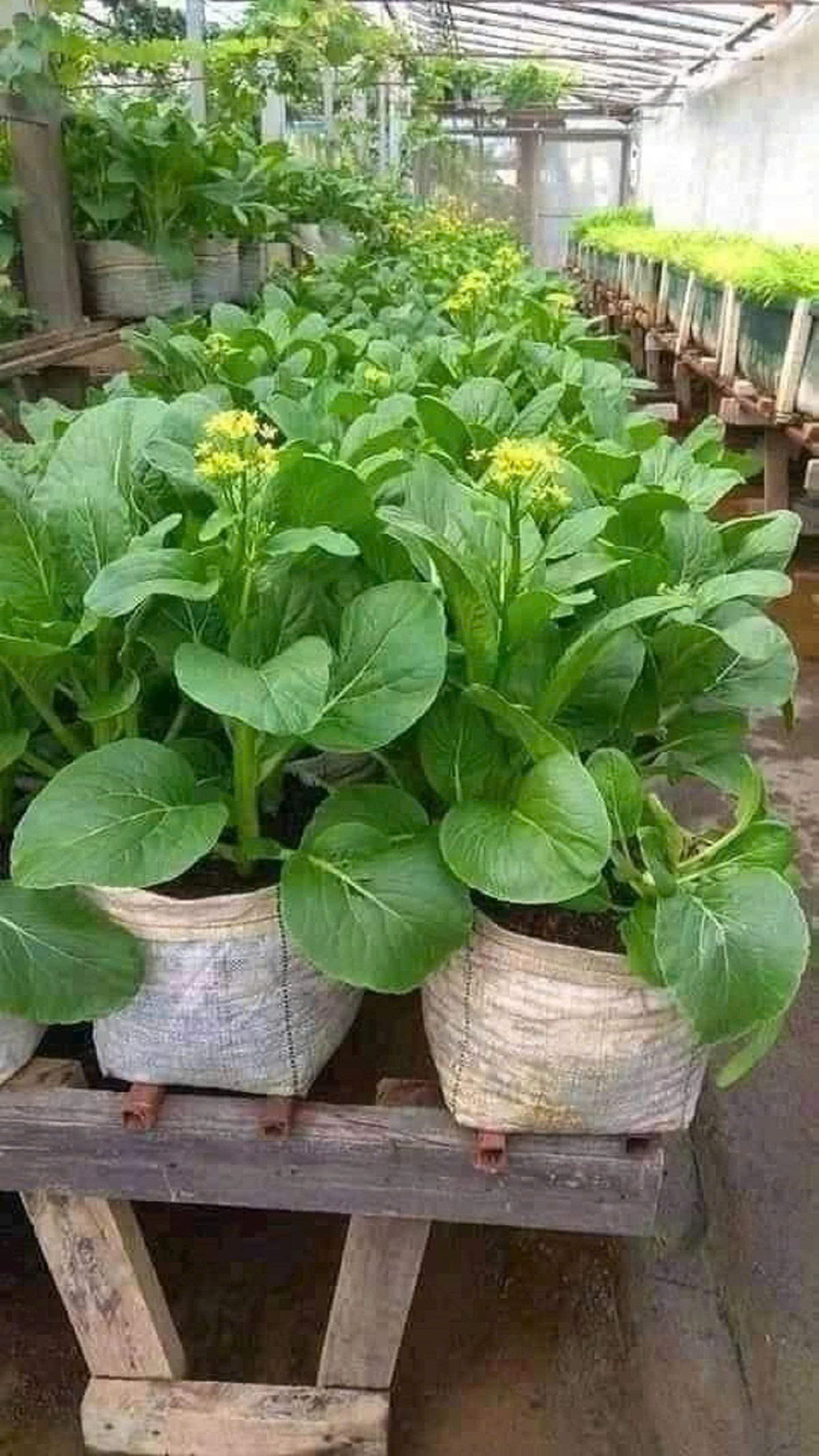 Hạt giống rau Cải ngồng