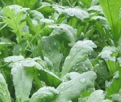 Hạt giống rau Cải cúc nếp