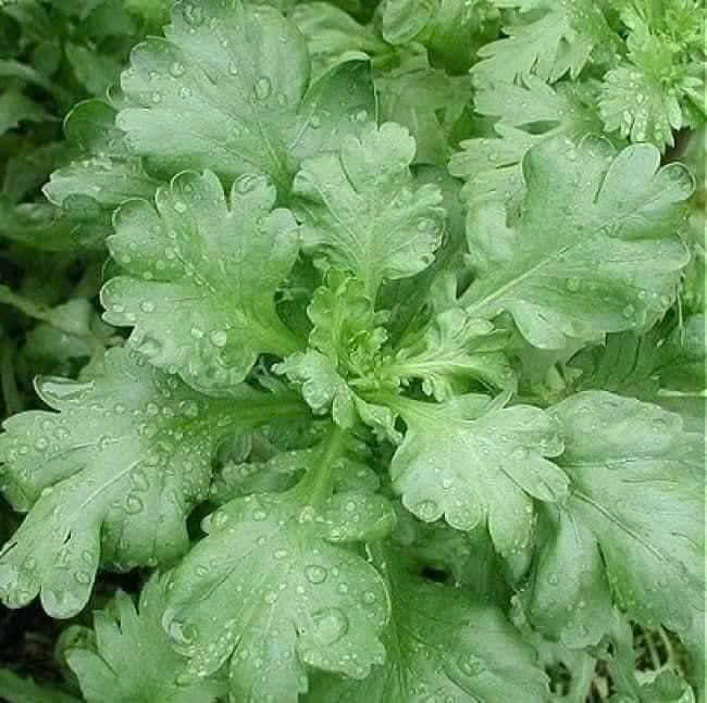 Hạt giống rau Cải cúc nếp