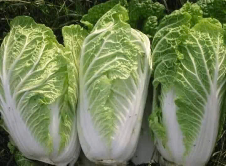 Hạt giống rau Cải Thảo chịu nhiệt