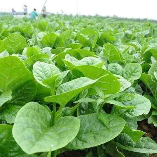 Hạt giống rau mồng tơi xanh lá to gói 20gr