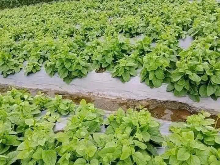 Hạt giống rau mồng tơi xanh lá to gói 20gr