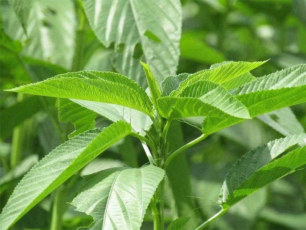 Hạt giống rau đay trắng( gói 20g)