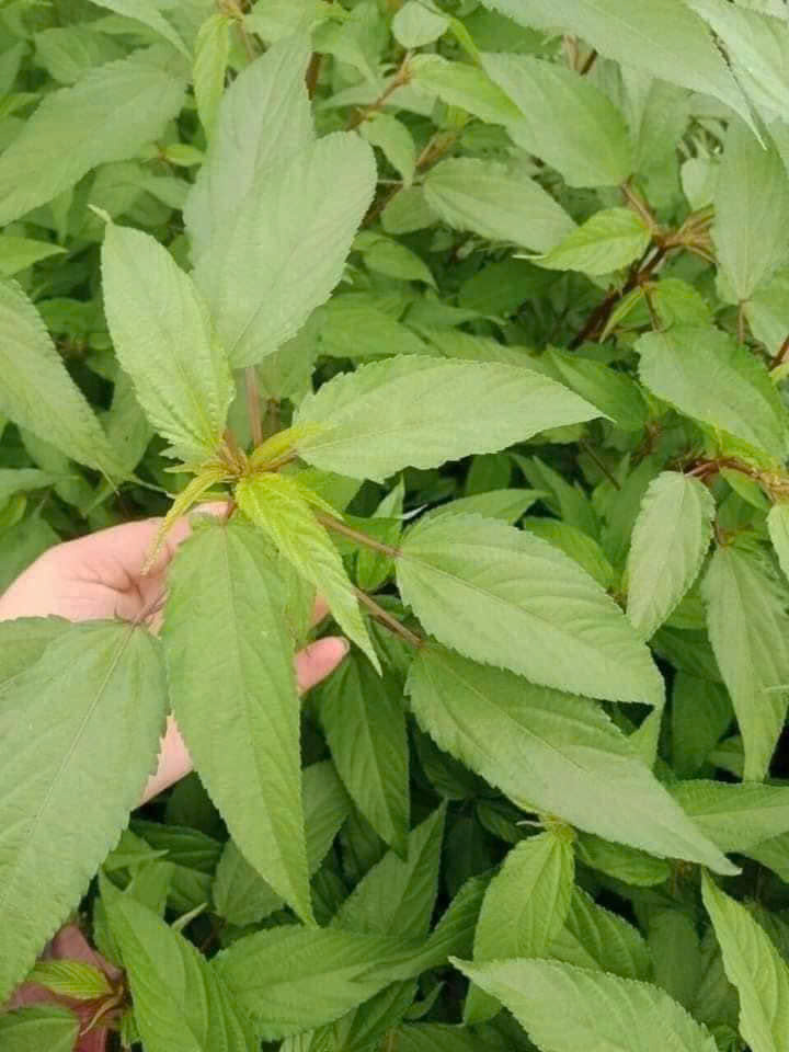 Hạt giống rau đay trắng( gói 20g)