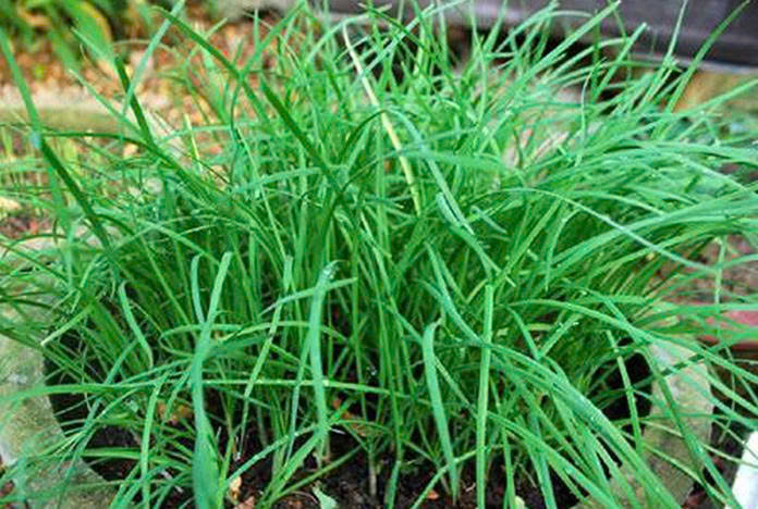 Hạt giống rau Hạt giống  hẹ