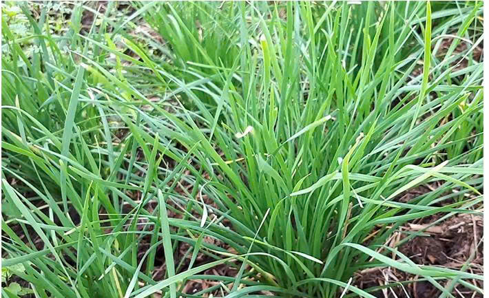 Hạt giống rau Hạt giống  hẹ