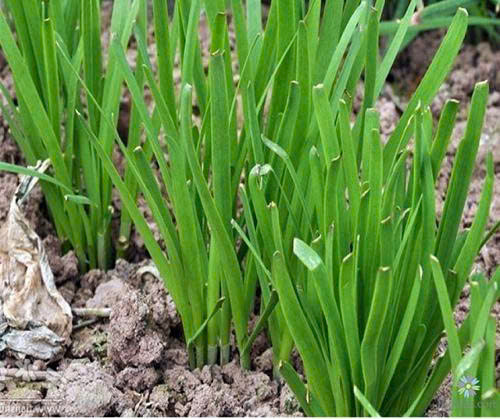 Hạt giống Rau Muống Lá Tre (50g~1200 hạt) dễ trồng, năng suất cao, trồng quanh năm