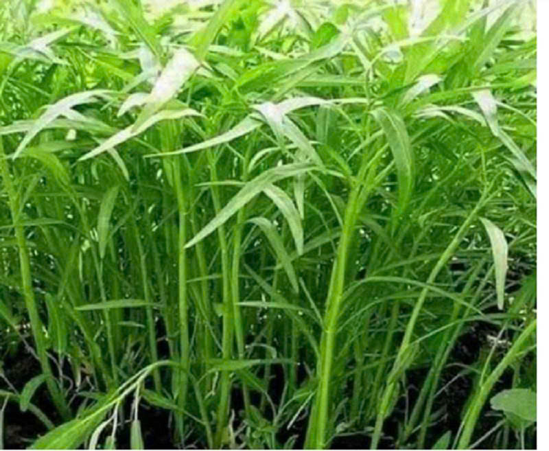 Hạt giống Rau Muống Lá Tre (50g~1200 hạt) dễ trồng, năng suất cao, trồng quanh năm
