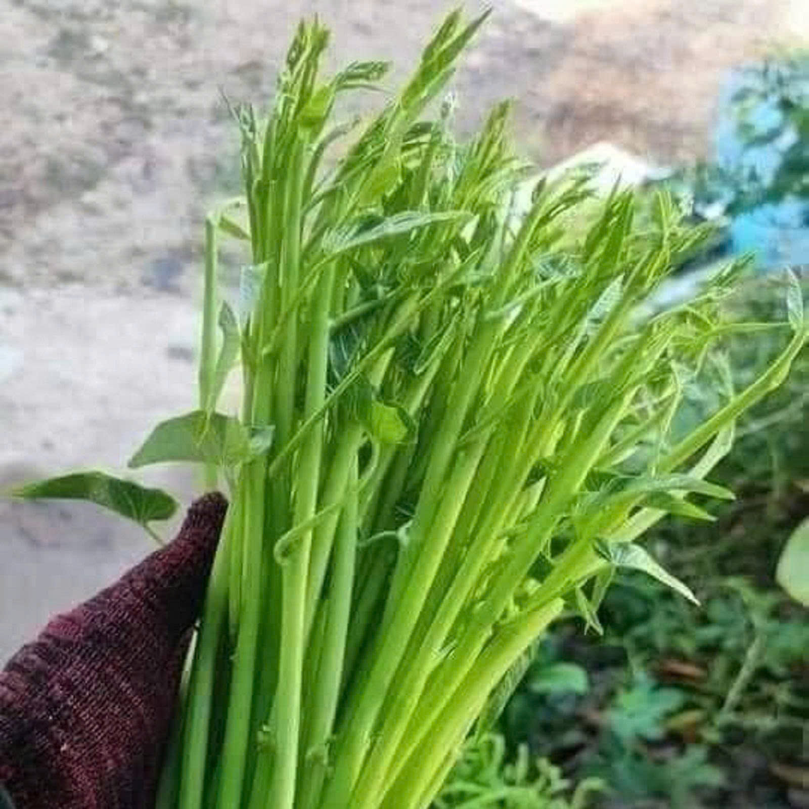 Hạt giống rau muống siêu ngọn