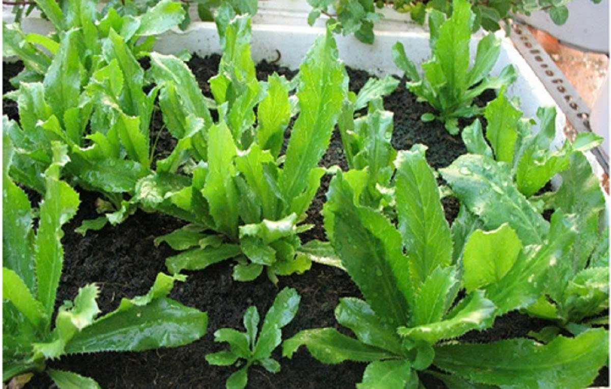 Hạt giống Mùi tàu, ngò gai