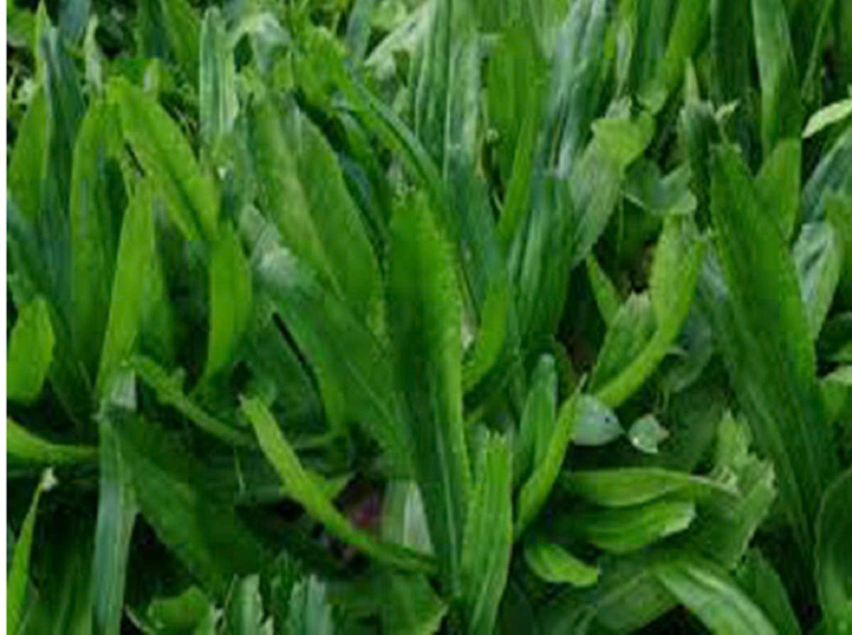 Hạt giống Mùi tàu, ngò gai