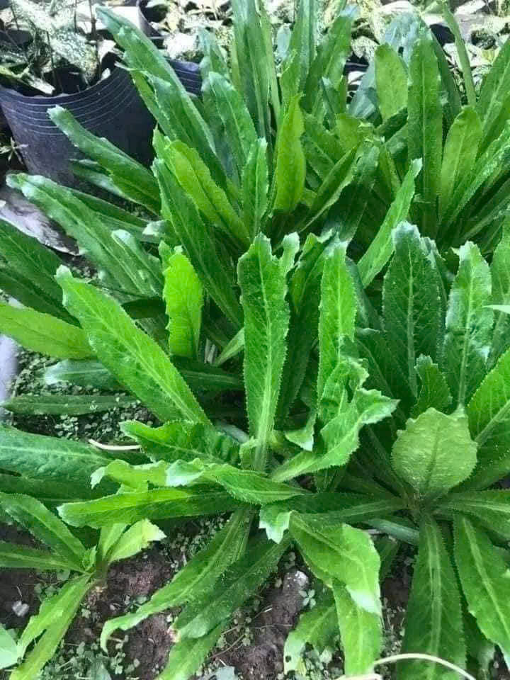 Hạt giống Mùi tàu, ngò gai