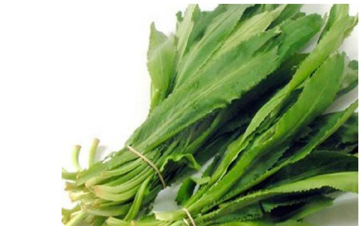 Hạt giống Mùi tàu, ngò gai