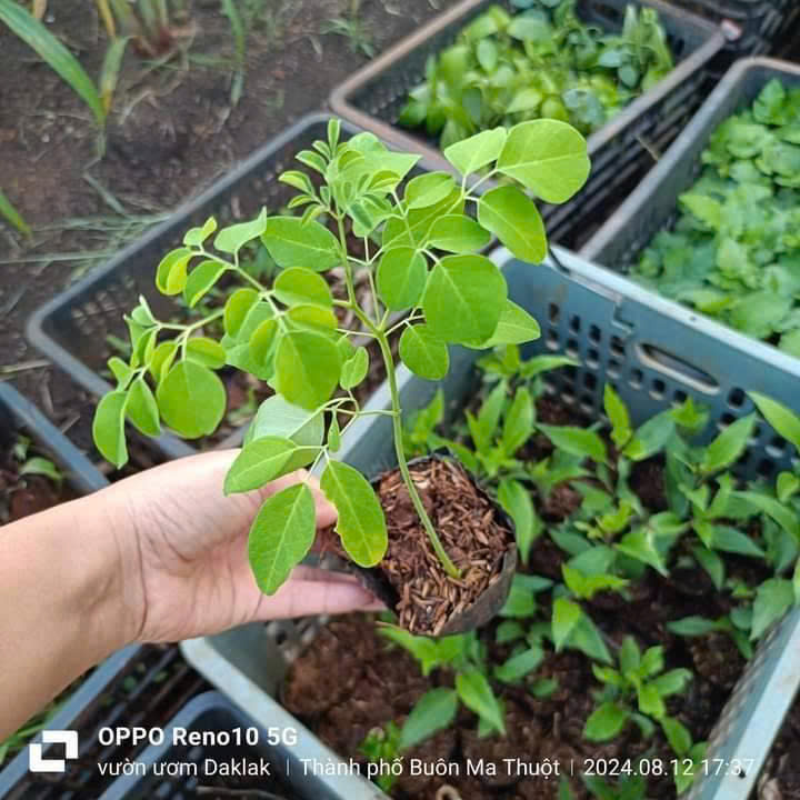 Hạt giống rau chùm ngây