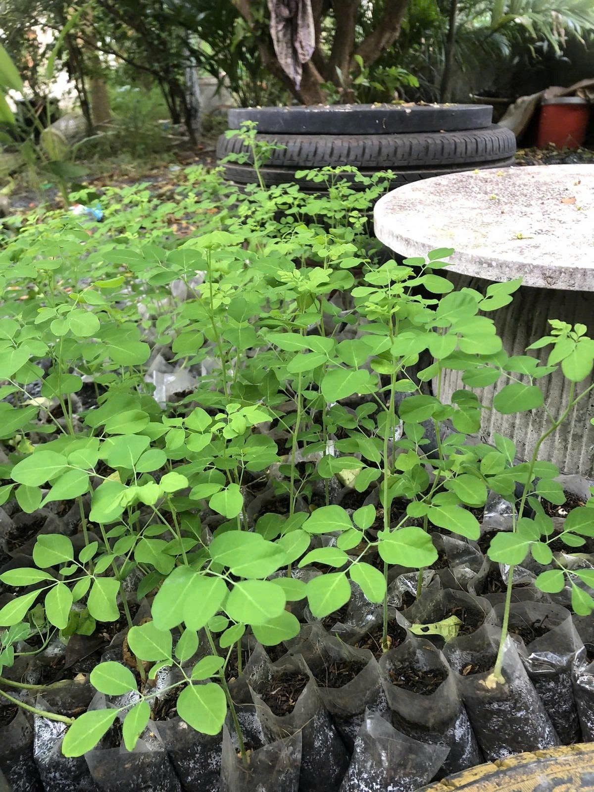 Hạt giống rau chùm ngây