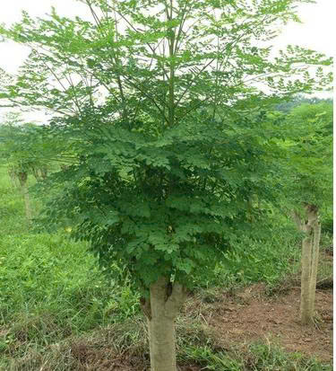 Hạt giống rau chùm ngây