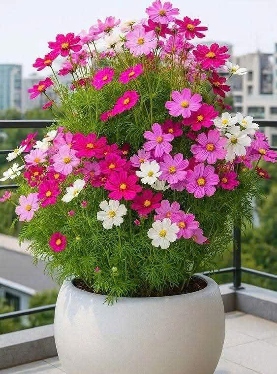 Hạt Giống Cúc Sao Nhái - Hoa Cánh Bướm Nhiều Màu