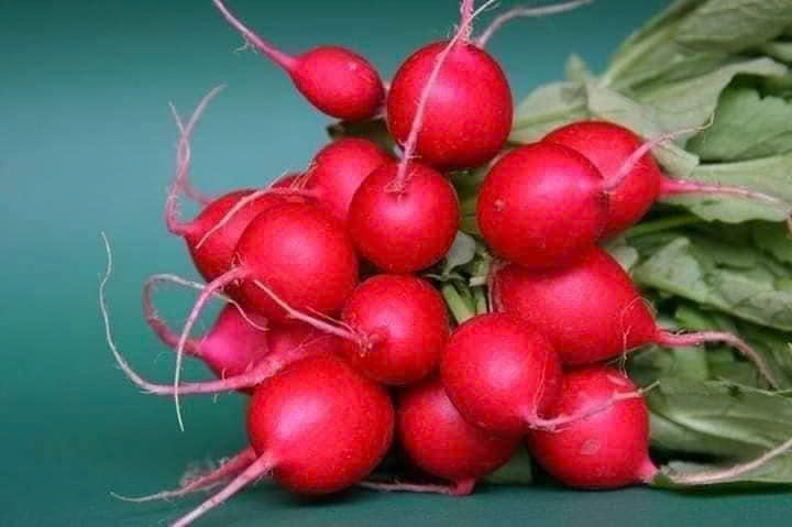 Hạt giống củ cải đỏ tròn chất lượng cao
