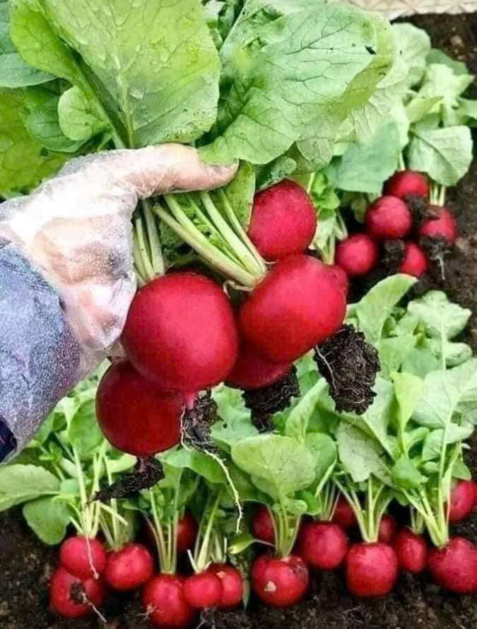 Hạt giống củ cải đỏ tròn chất lượng cao