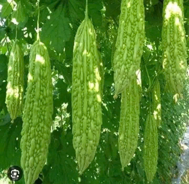 Hạt giống mướp đắng cao sản chất lượng