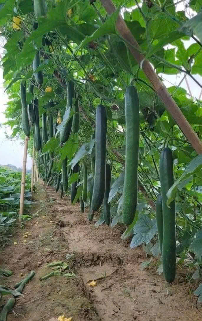 Hạt giống bí đao xanh sặt chất lượng cao gói 0,2 gr